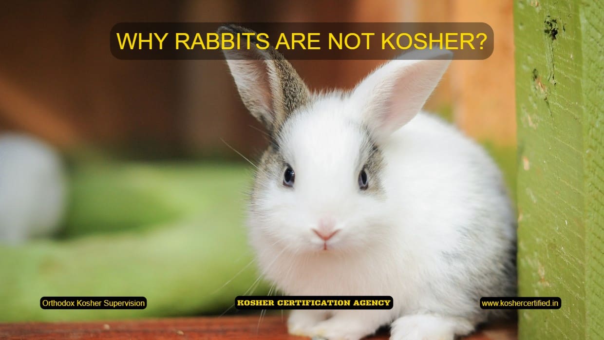 why are rabbits not kosher