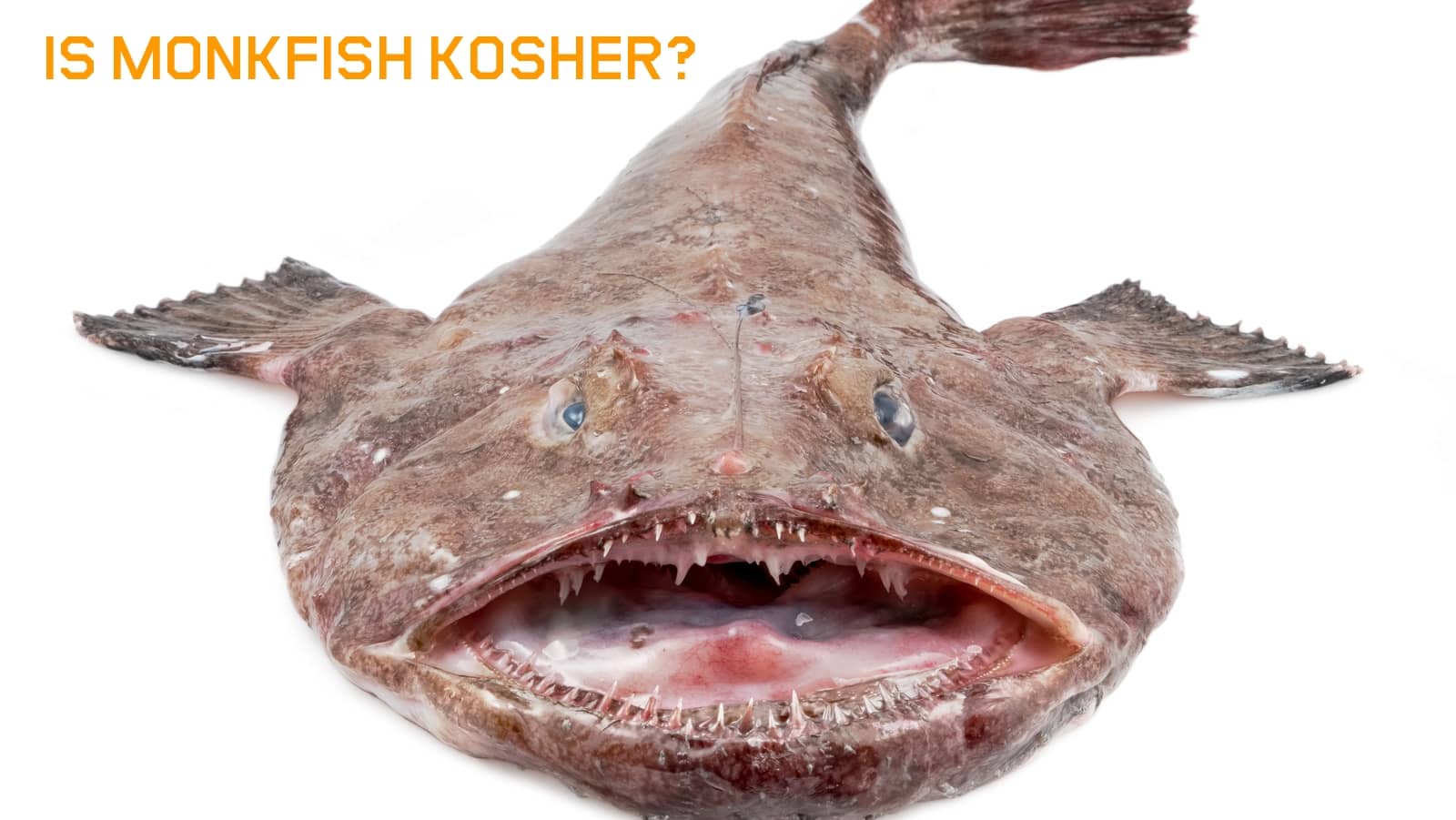 is-monkfish-kosher